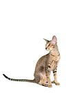 Oriental Shorthair