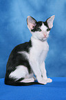 sitting Oriental Shorthair Kitten