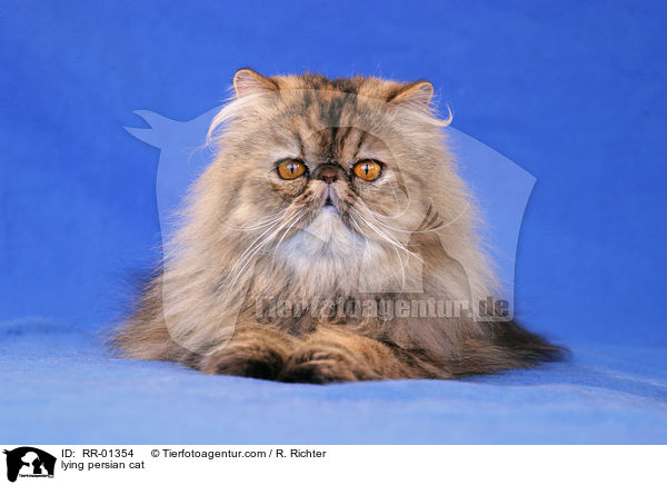 liegende Perserkatze / lying persian cat / RR-01354