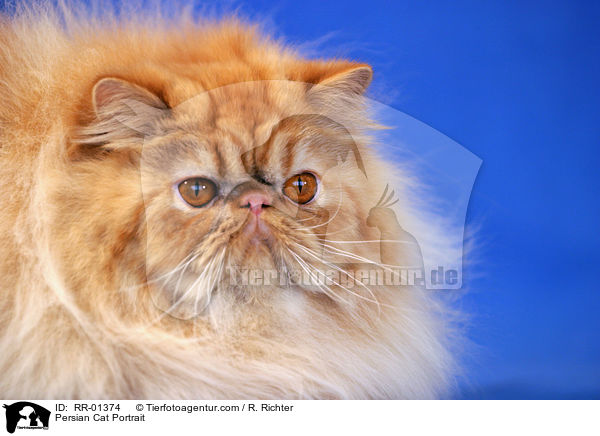 Persian Cat Portrait / RR-01374