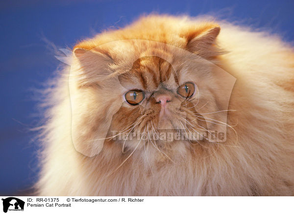Perserkatze / Persian Cat Portrait / RR-01375