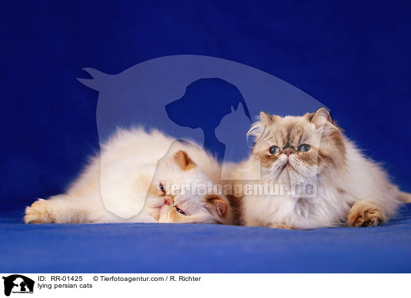 lying persian cats / RR-01425