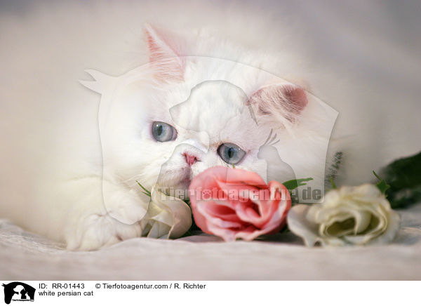 white persian cat / RR-01443