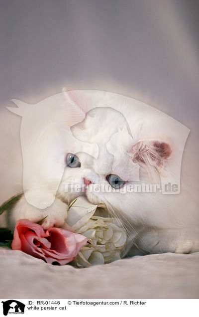white persian cat / RR-01446