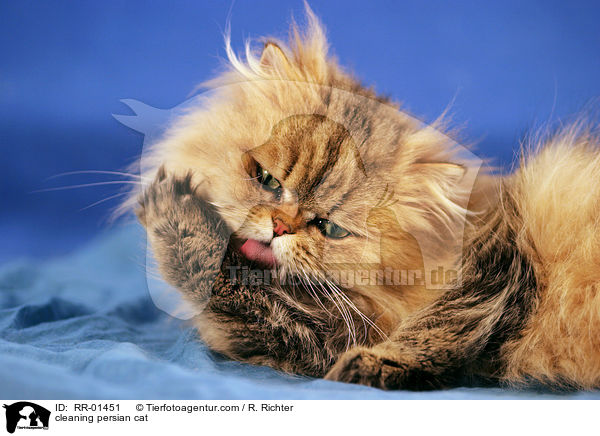 cleaning persian cat / RR-01451