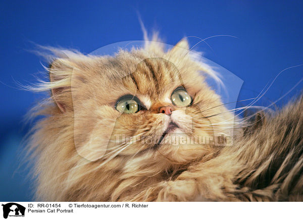 Persian Cat Portrait / RR-01454