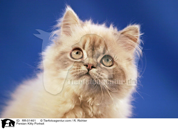 Persian Kitty Portrait / RR-01461