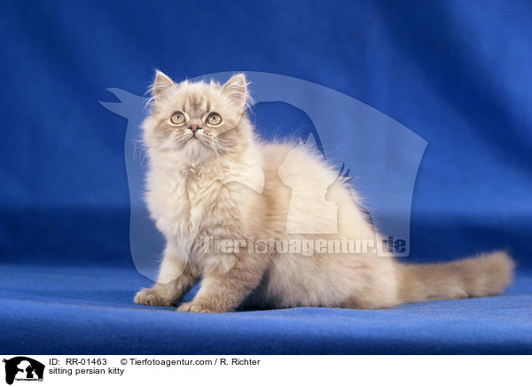 sitting persian kitty / RR-01463