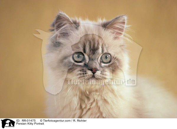 Persian Kitty Portrait / RR-01475
