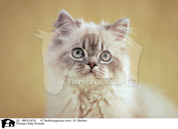Persian Kitty Portrait / RR-01476