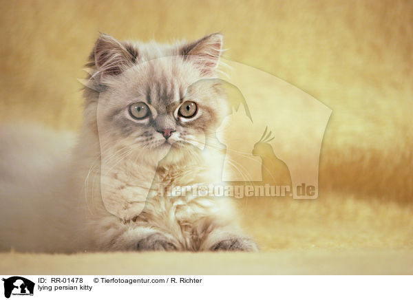 lying persian kitty / RR-01478