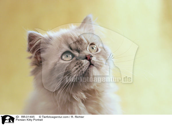 Persian Kitty Portrait / RR-01485