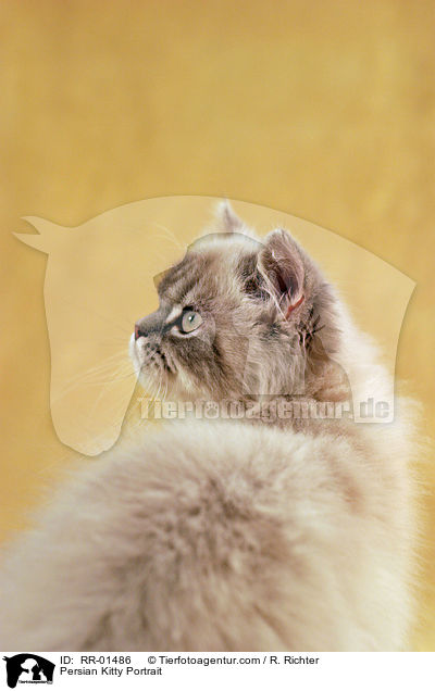 Persian Kitty Portrait / RR-01486