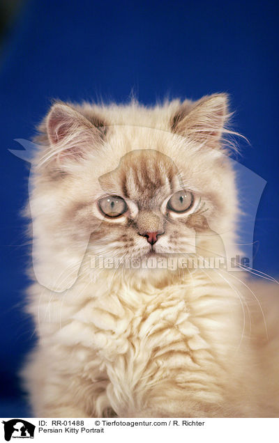 Persian Kitty Portrait / RR-01488