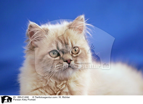 Persian Kitty Portrait / RR-01496
