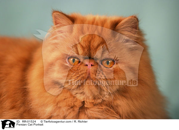 Persian Cat Portrait / RR-01524