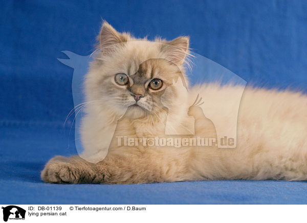 lying persian cat / DB-01139