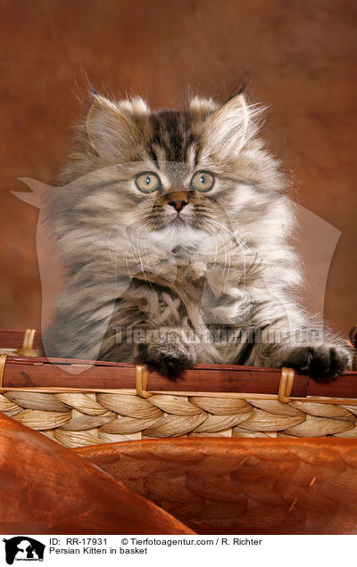 Perser Ktzchen im Krbchen / Persian Kitten in basket / RR-17931