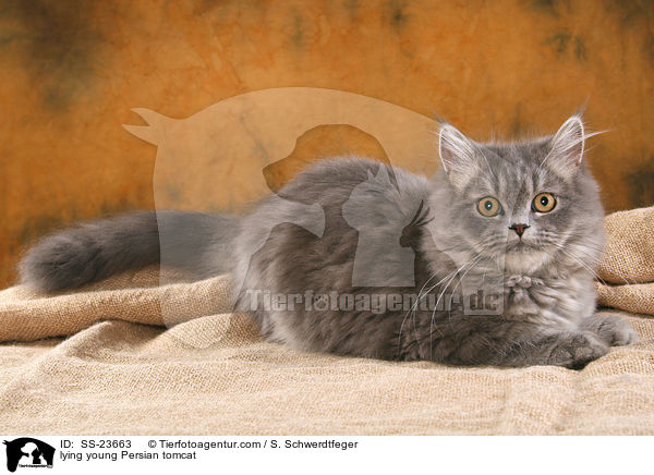 liegender junger Perserkater / lying young Persian tomcat / SS-23663