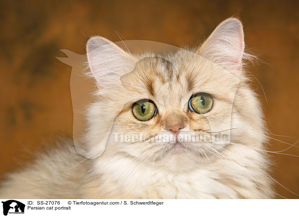 Persian cat portrait / SS-27076