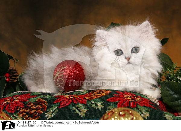 Perser Ktzchen zu Weihnachten / Persian kitten at christmas / SS-27100