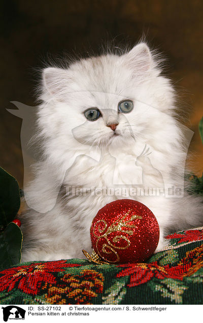 Perser Ktzchen zu Weihnachten / Persian kitten at christmas / SS-27102