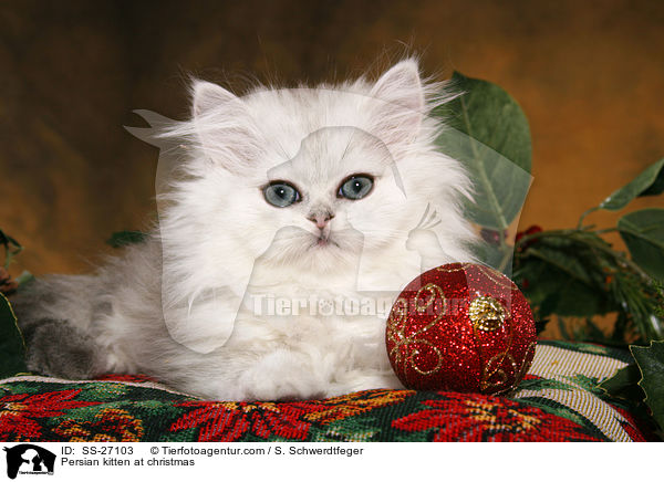 Perser Ktzchen zu Weihnachten / Persian kitten at christmas / SS-27103