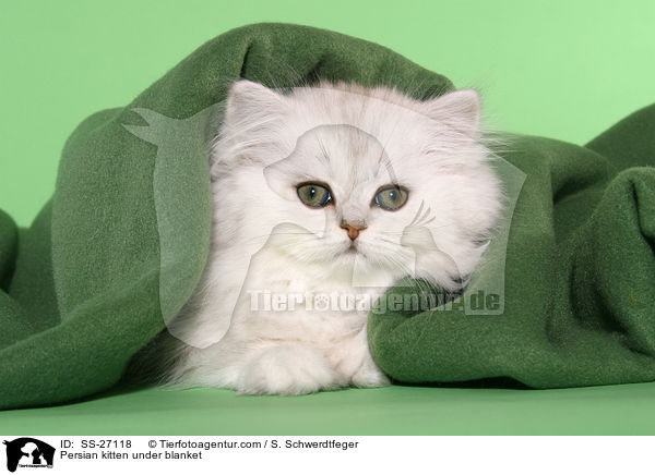 Perser Ktzchen unter Decke / Persian kitten under blanket / SS-27118
