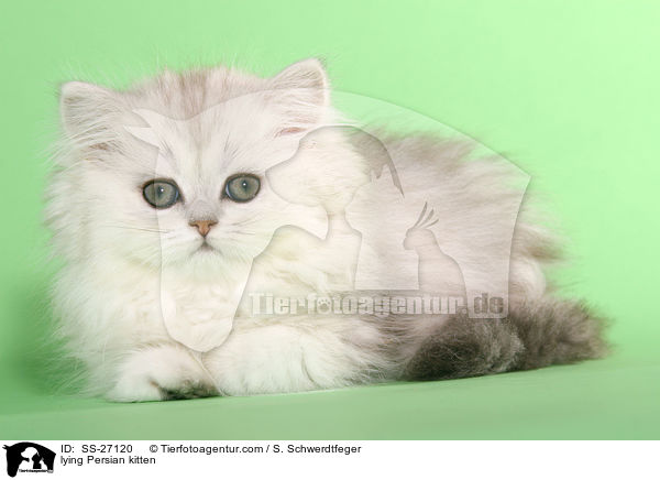 liegendes Perser Ktzchen / lying Persian kitten / SS-27120