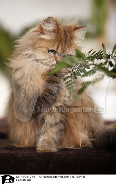 shaded-golden Perser / persian cat / RR-51275