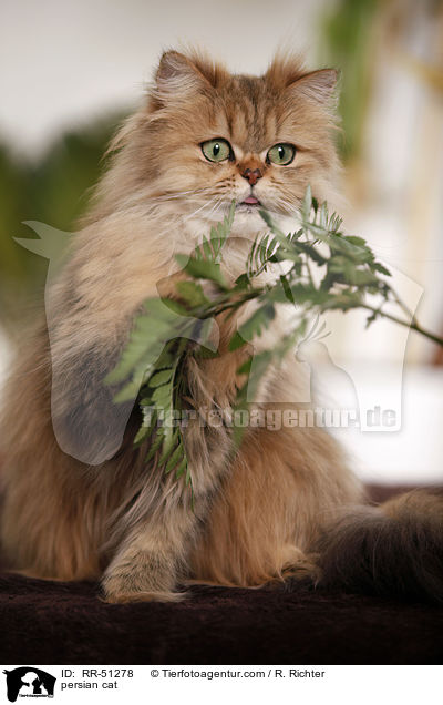 shaded-golden Perser / persian cat / RR-51278