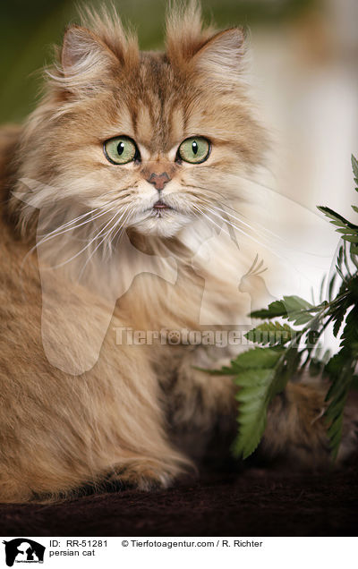 shaded-golden Perser / persian cat / RR-51281