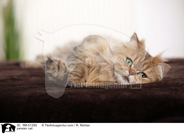 shaded-golden Perser / persian cat / RR-51290