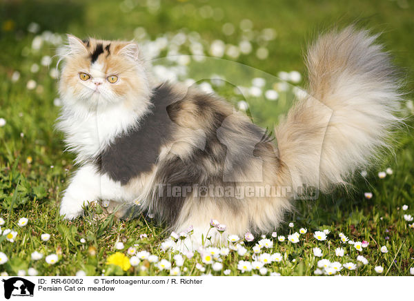 Perserkatze auf einer Blumenwiese / Persian Cat on meadow / RR-60062