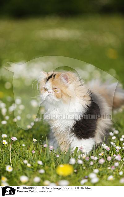 Perserkatze auf einer Blumenwiese / Persian Cat on meadow / RR-60063