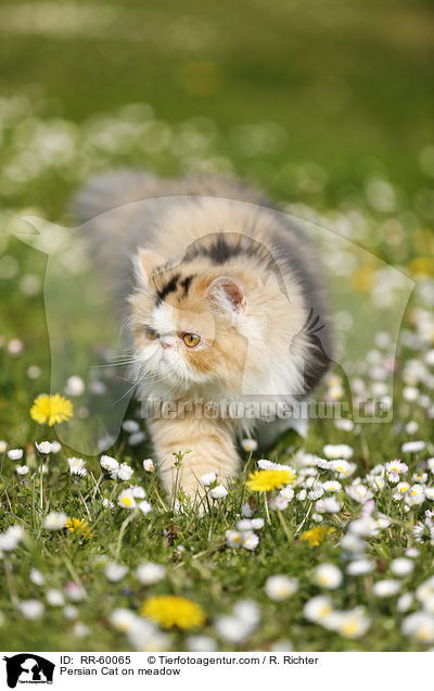 Perserkatze auf einer Blumenwiese / Persian Cat on meadow / RR-60065