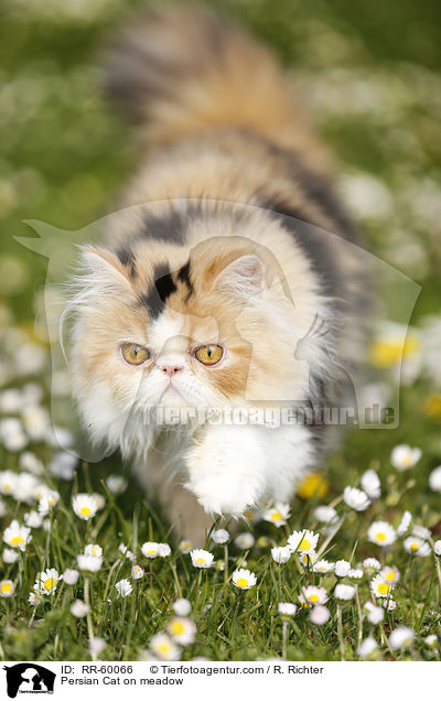 Perserkatze auf einer Blumenwiese / Persian Cat on meadow / RR-60066