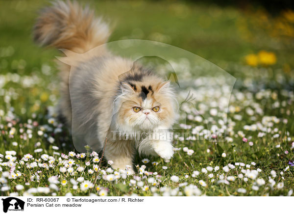 Perserkatze auf einer Blumenwiese / Persian Cat on meadow / RR-60067