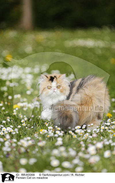 Perserkatze auf einer Blumenwiese / Persian Cat on meadow / RR-60068