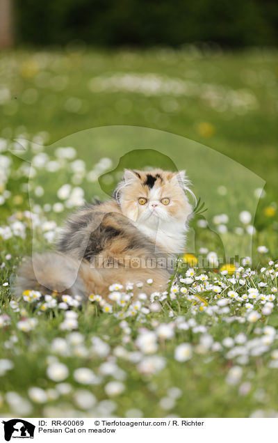 Perserkatze auf einer Blumenwiese / Persian Cat on meadow / RR-60069