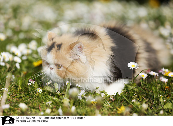 Perserkatze auf einer Blumenwiese / Persian Cat on meadow / RR-60070