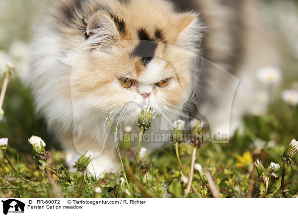 Perserkatze auf einer Blumenwiese / Persian Cat on meadow / RR-60072