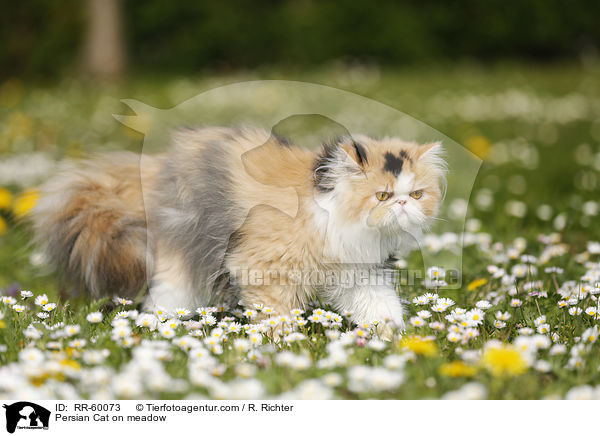Perserkatze auf einer Blumenwiese / Persian Cat on meadow / RR-60073