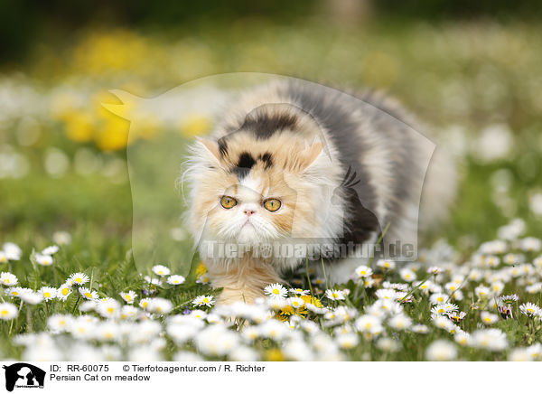 Perserkatze auf einer Blumenwiese / Persian Cat on meadow / RR-60075