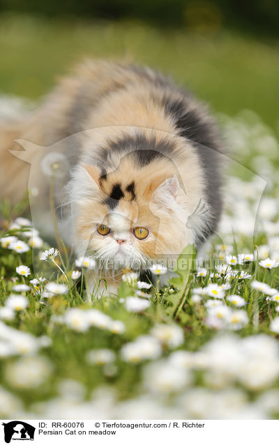Perserkatze auf einer Blumenwiese / Persian Cat on meadow / RR-60076