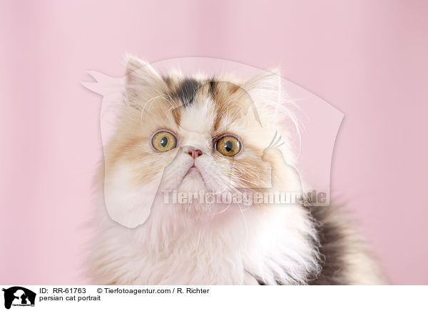 persian cat portrait / RR-61763