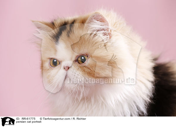 persian cat portrait / RR-61775