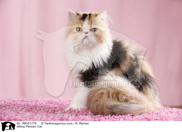 sitting Persian Cat / RR-61776