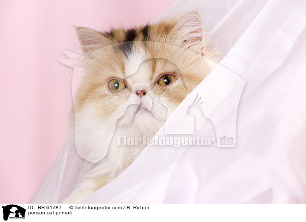 persian cat portrait / RR-61787