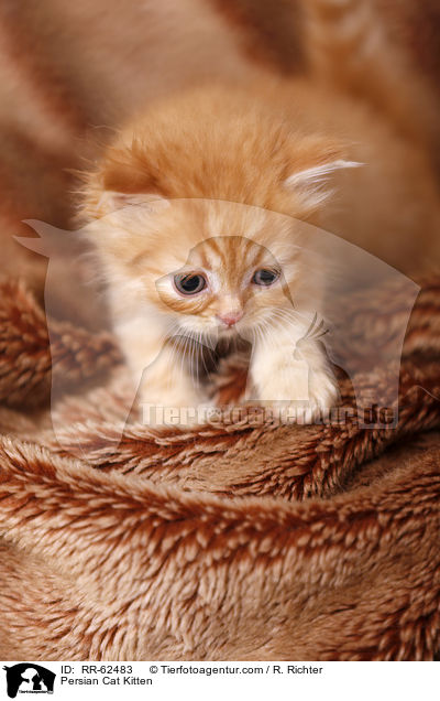 Persian Cat Kitten / RR-62483
